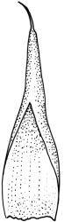 Amphidium cyathicarpum, calyptra. Drawn from B.H. Macmillan 91/17, CHR 413681. 
 Image: R.C. Wagstaff © Landcare Research 2018 CC BY 3.0 NZ